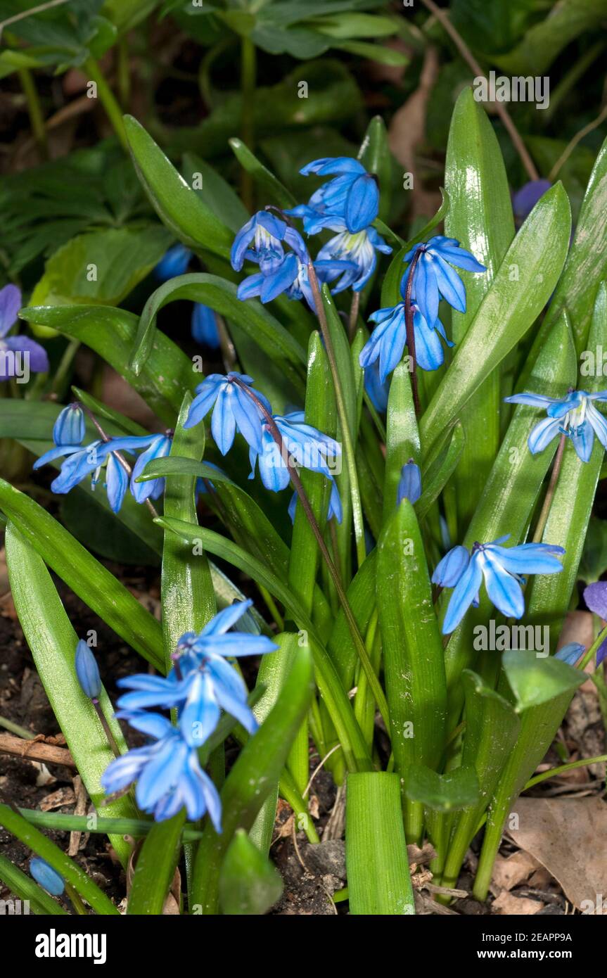 Blaustern, Scilla sibirica Foto Stock