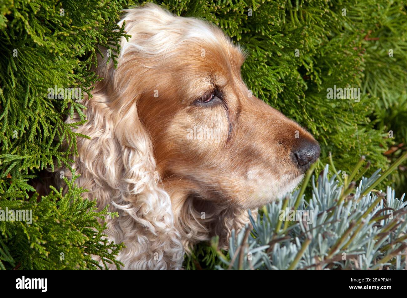 Cocker Spaniel,, Roter Foto Stock