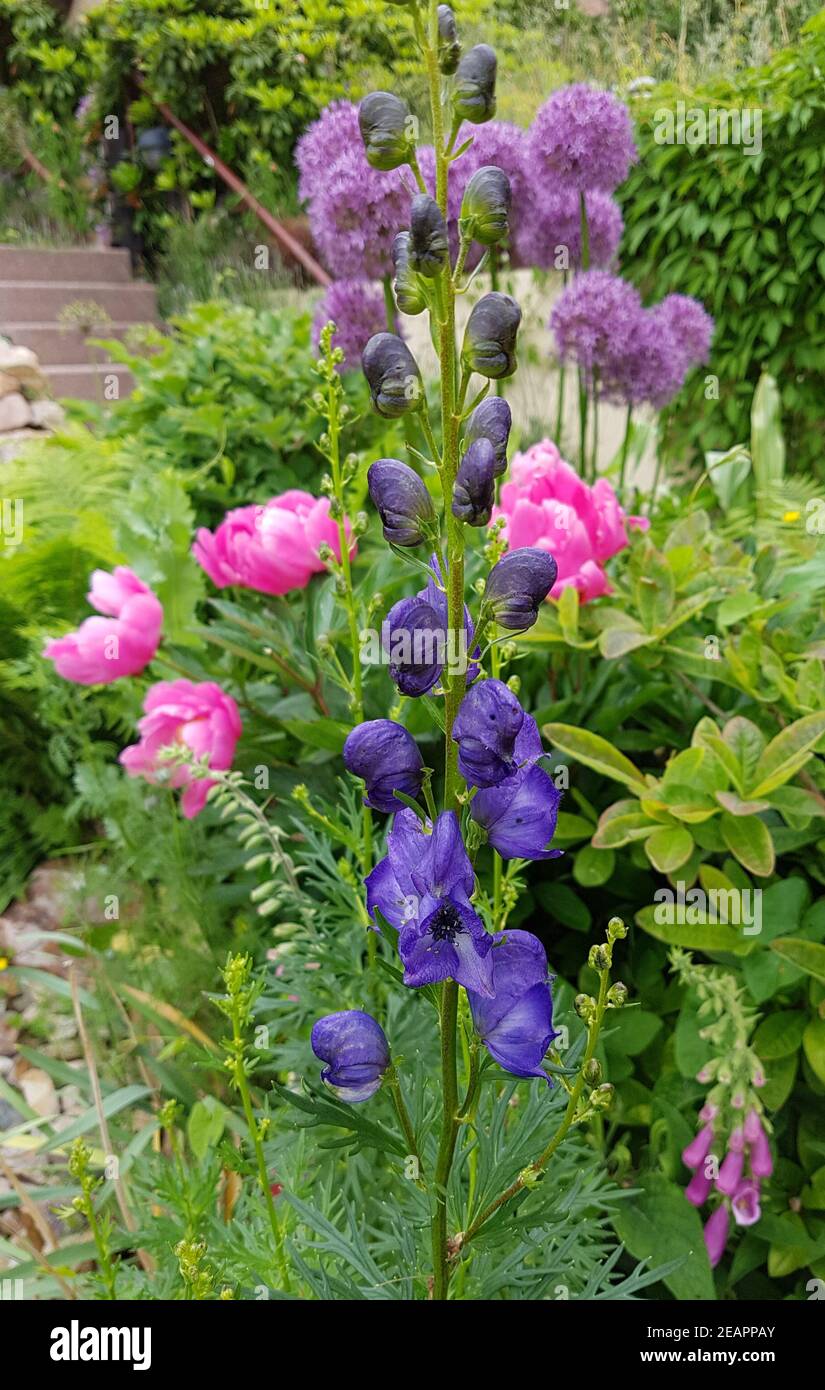 Gartenblumen, Eisenhut, Pfingstrosen, Zierlauch Foto Stock