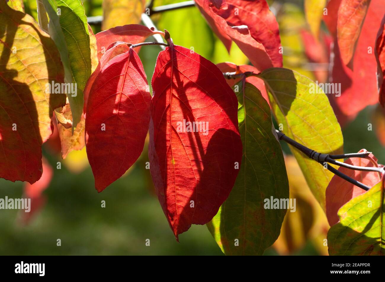 Blumenhartriegel, Cornus, nuttallii Foto Stock