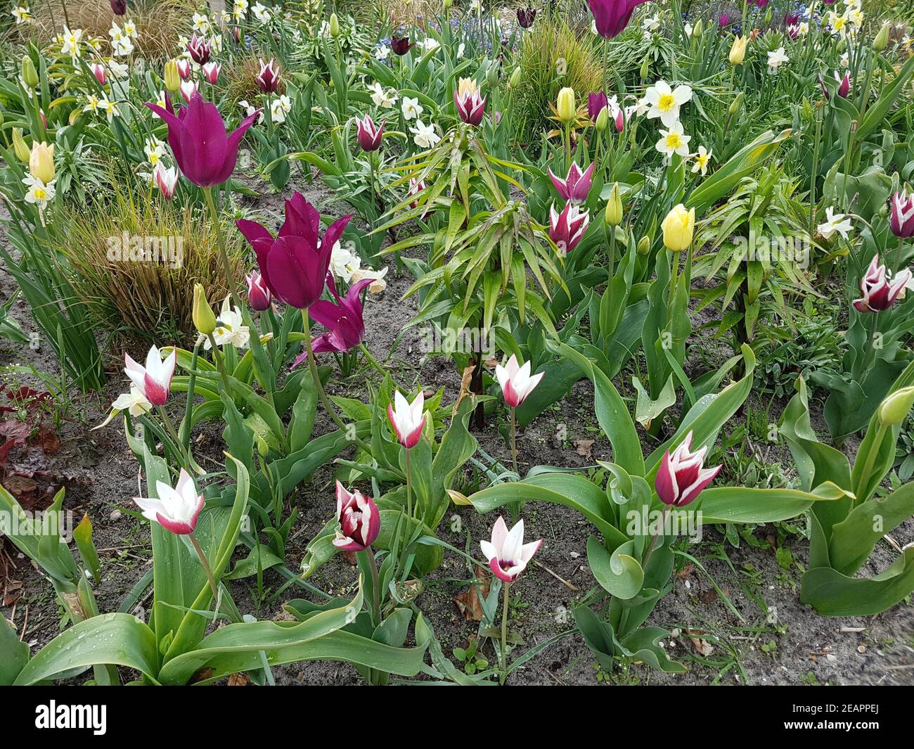 Tulpenbluete, Tulpe Foto Stock