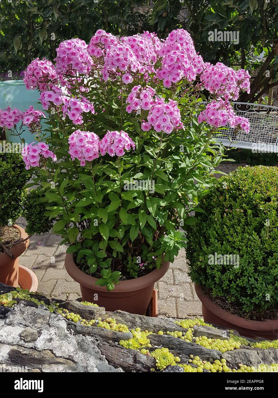 Phlox Staudenphlox paniculata Blumenkuebel Foto Stock