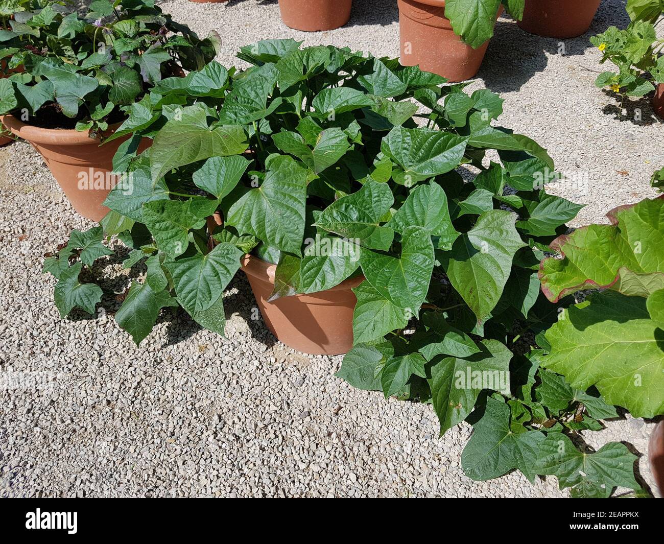 Blumenkuebel, Suesskartoffel, Ipomoea Foto Stock