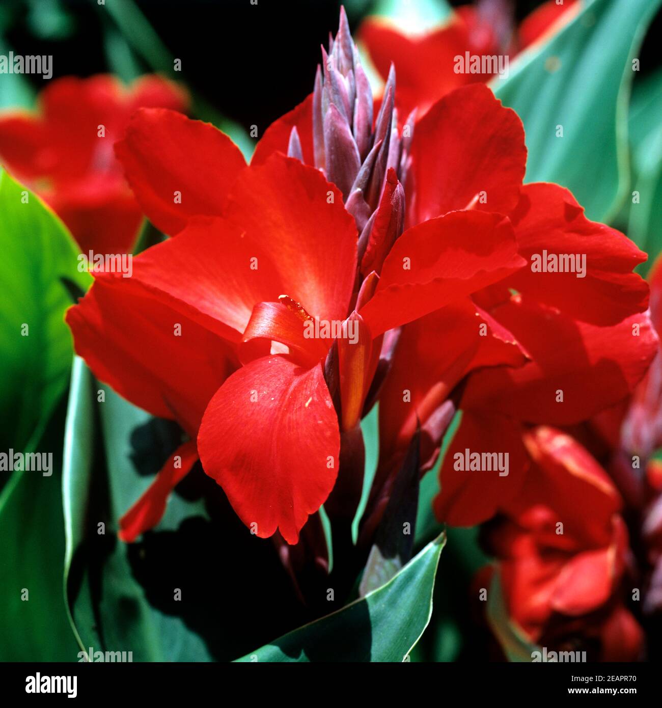 Blumenrohr canna Foto Stock