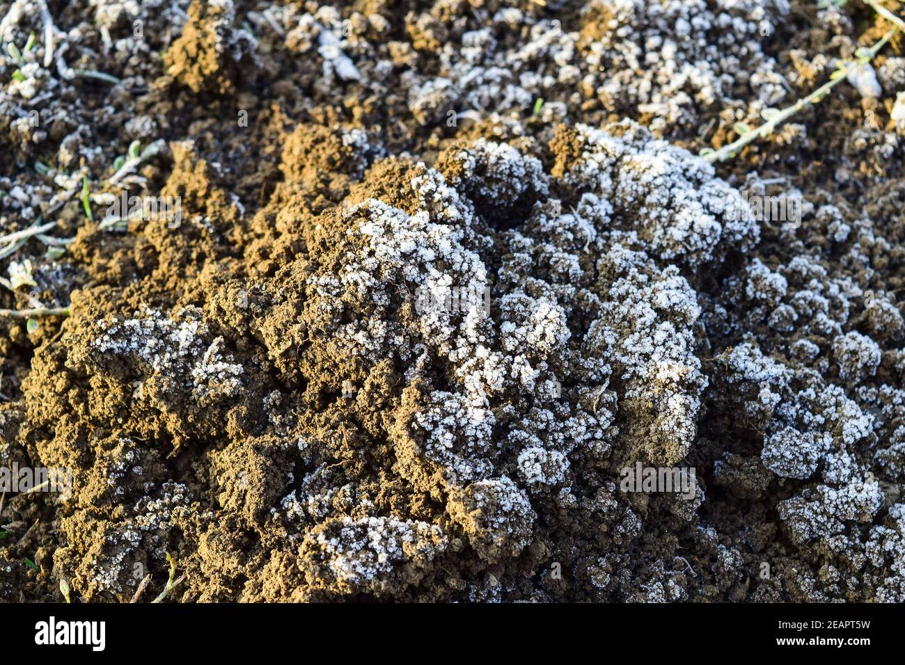 Il suolo e la neve. Terreno congelato. Sfondo del suolo e neve Foto Stock