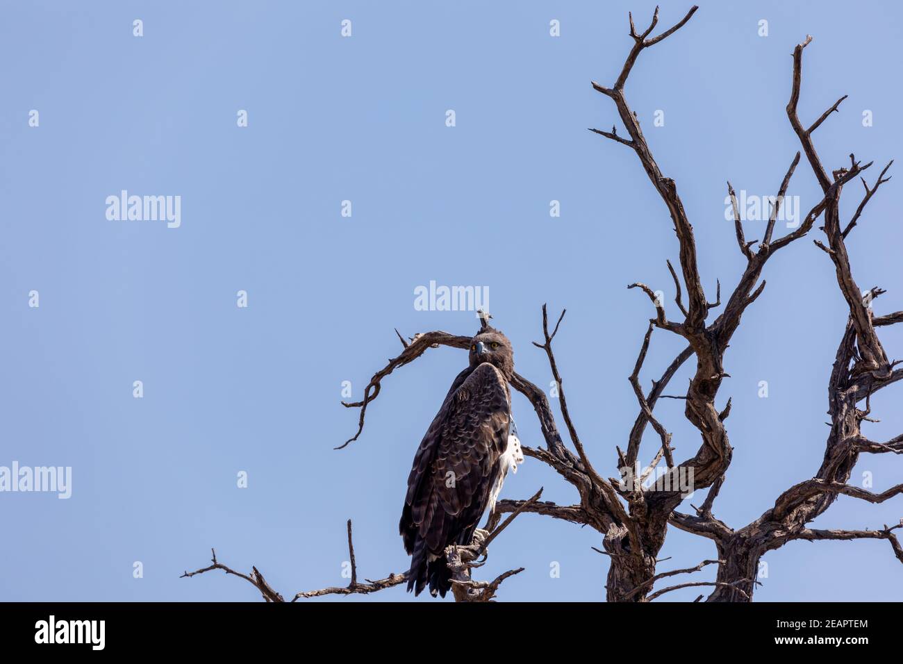 Maestosa aquila marziale arroccata su un albero morto, Namibia Africa safari fauna selvatica Foto Stock