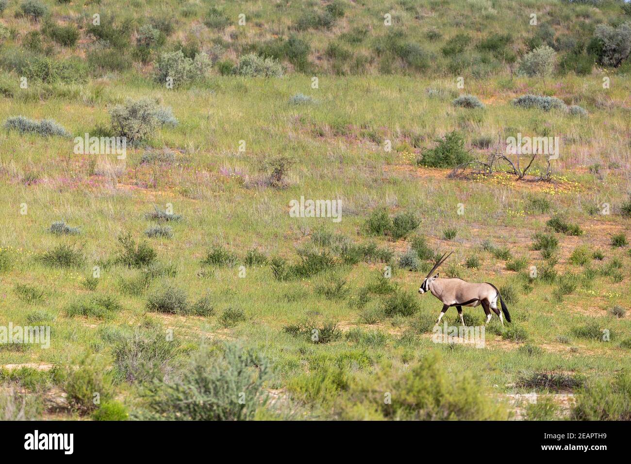 Gemsbok, Oryx gazella nel Kalahari Foto Stock