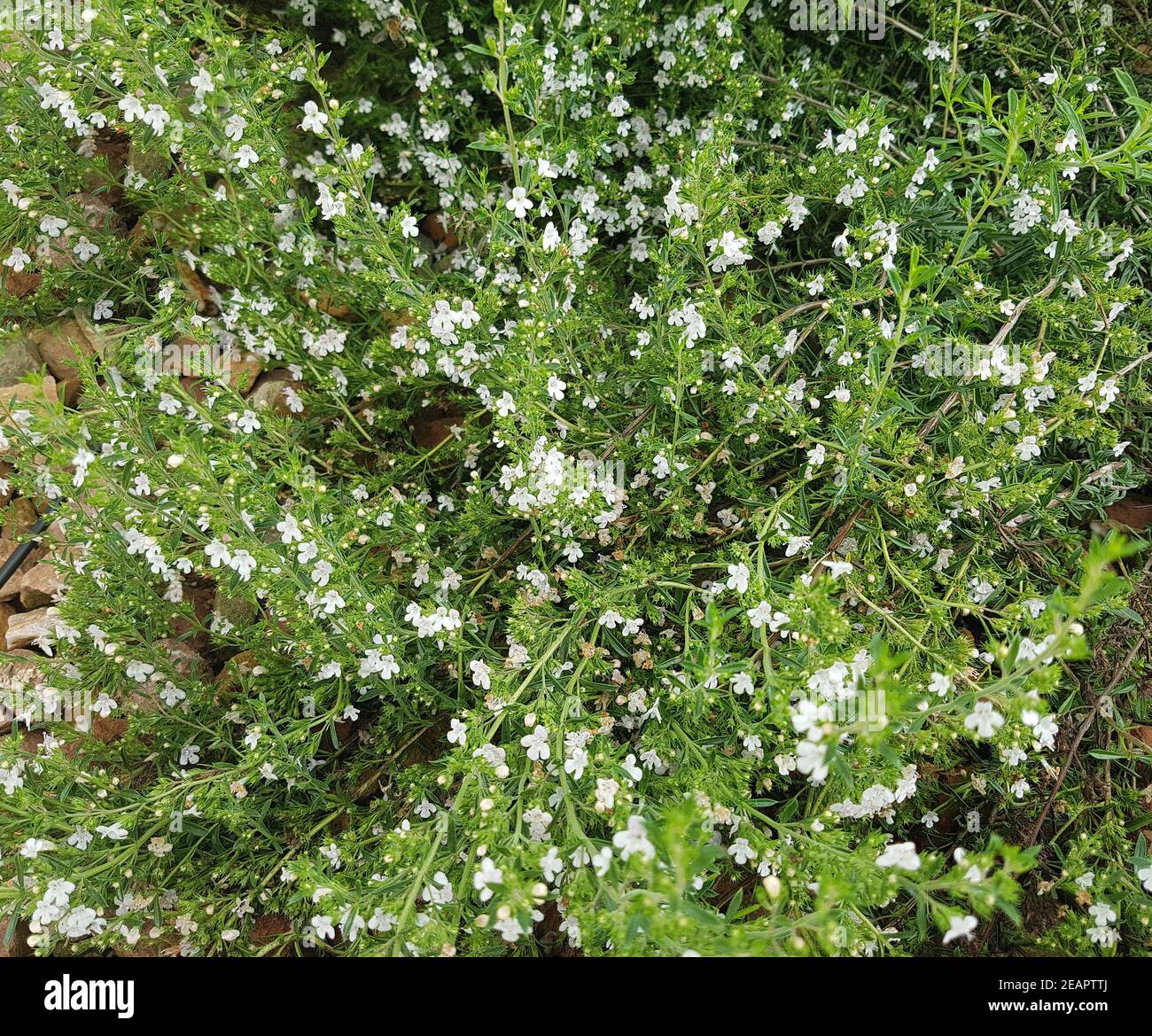 Bohnenkraut, Satureja montana ssp. Citrata, zitroniges, Kraeuter, Heilpflanze Foto Stock