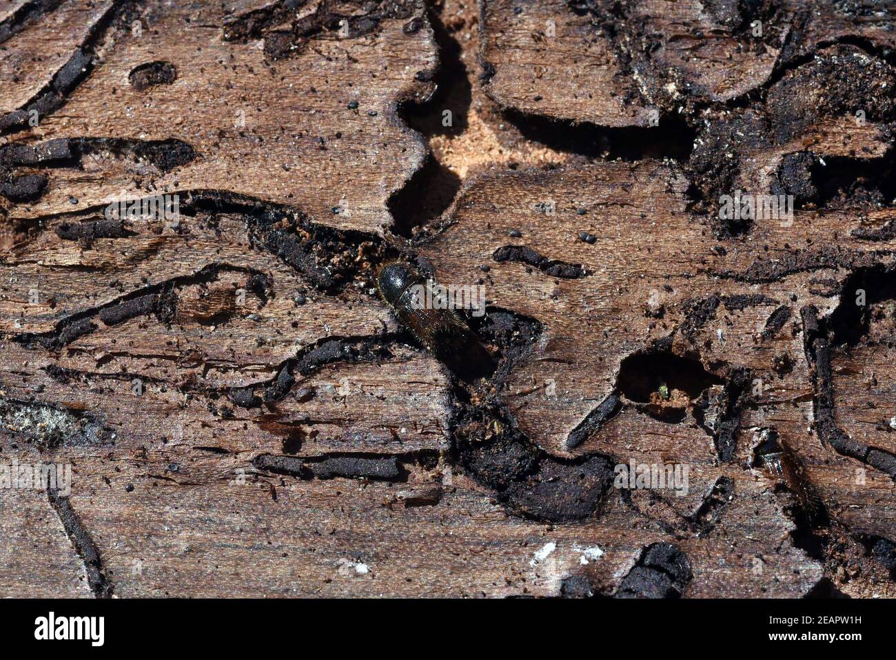 Borkenkaefer, Fichtenborkenkaefer, Cryphalus Abietis Foto Stock