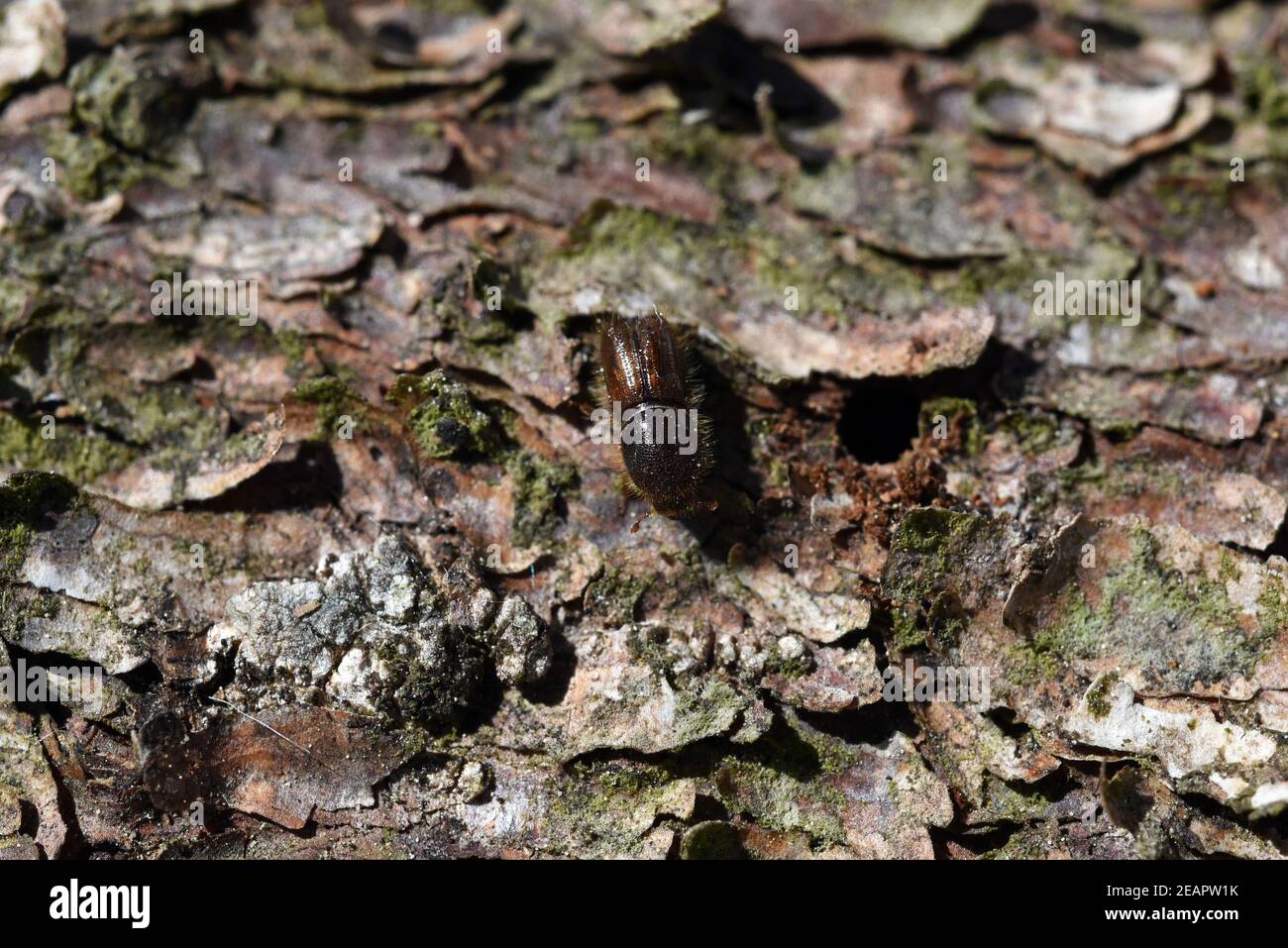 Borkenkaefer, Fichtenborkenkaefer, Cryphalus Abietis Foto Stock