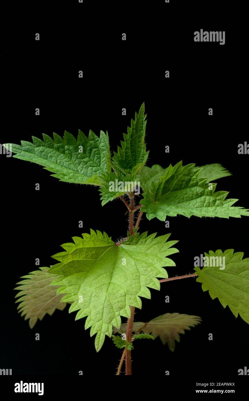 GroÂ§e Brennnessel, Urtica dioica Foto Stock