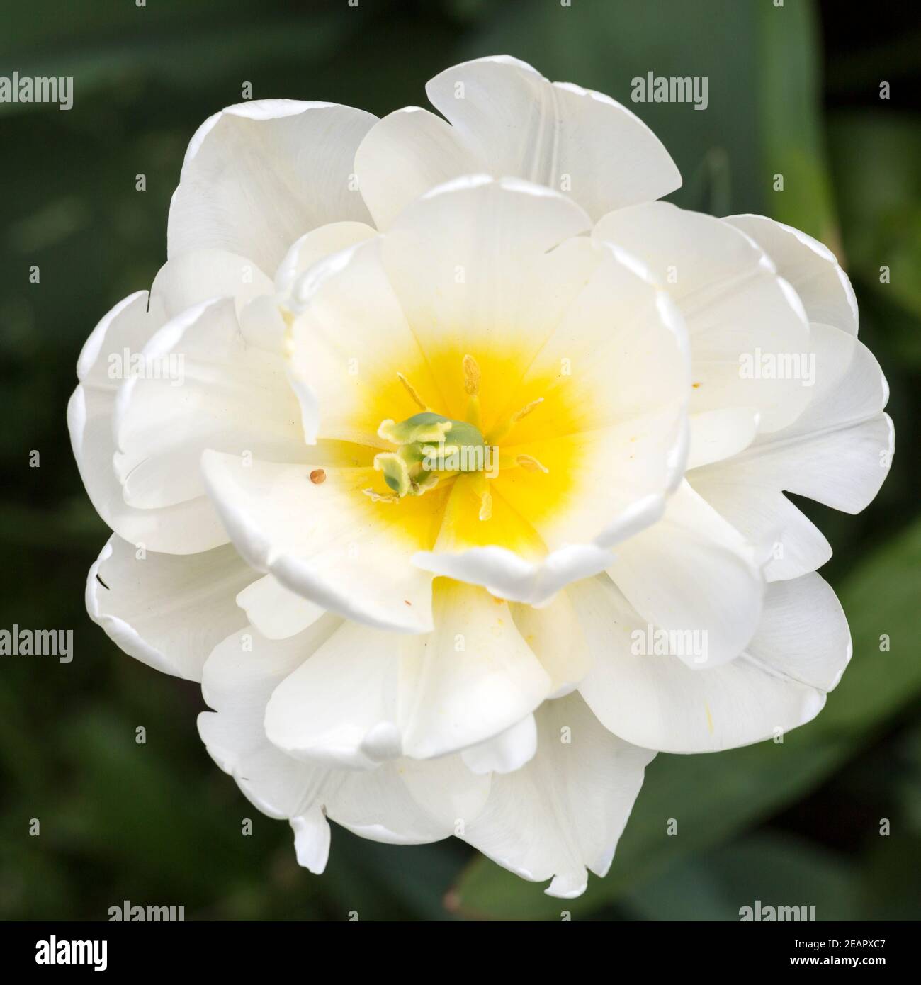 Chiusura del tulipano bianco in giardino Foto Stock