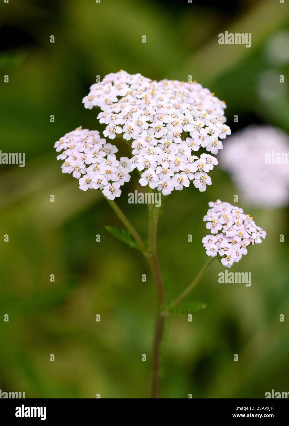 Schafgarbe, Achillea millefolium, Foto Stock