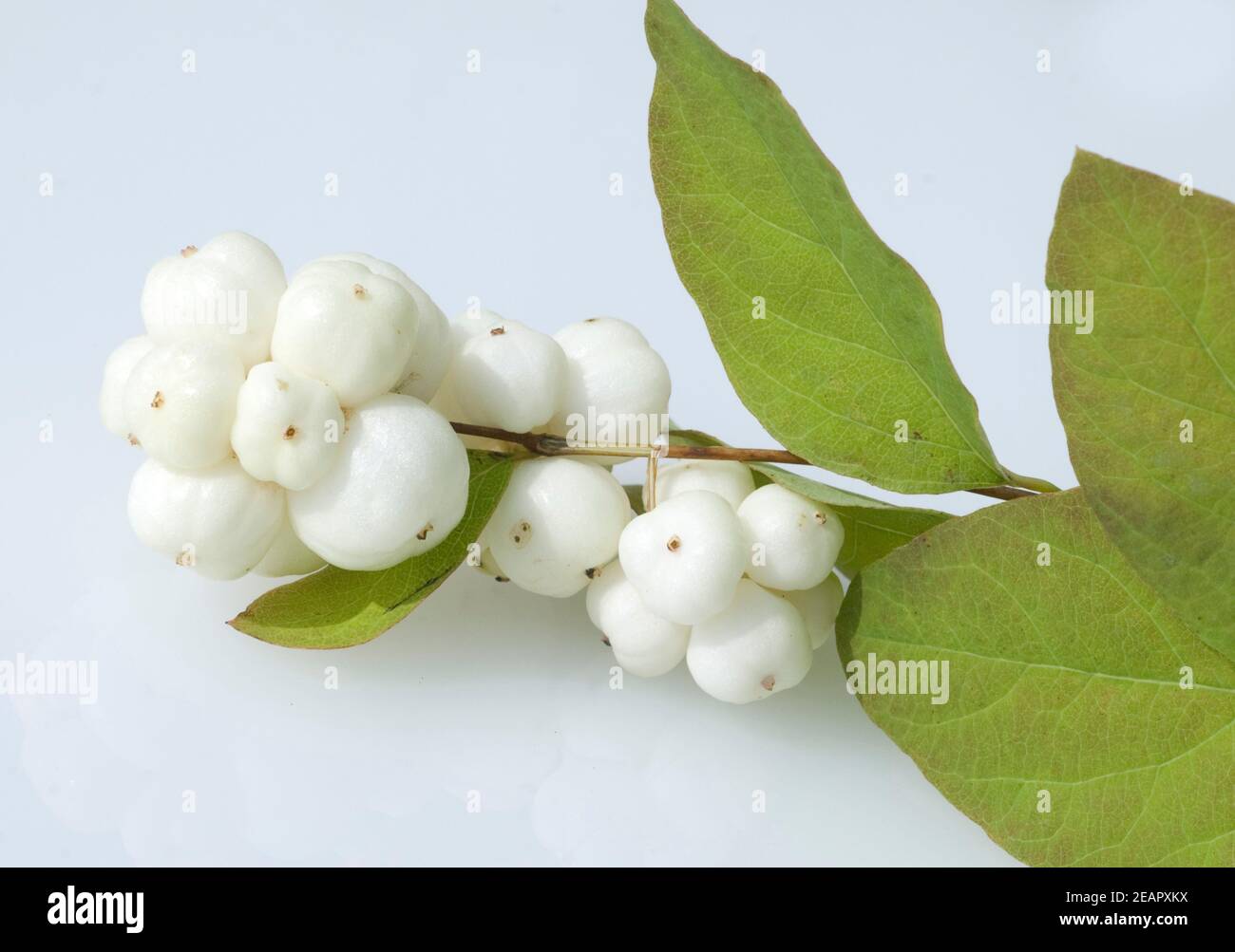 Schneebeere, Symphoricarpos, Albus, Fruechte Foto Stock