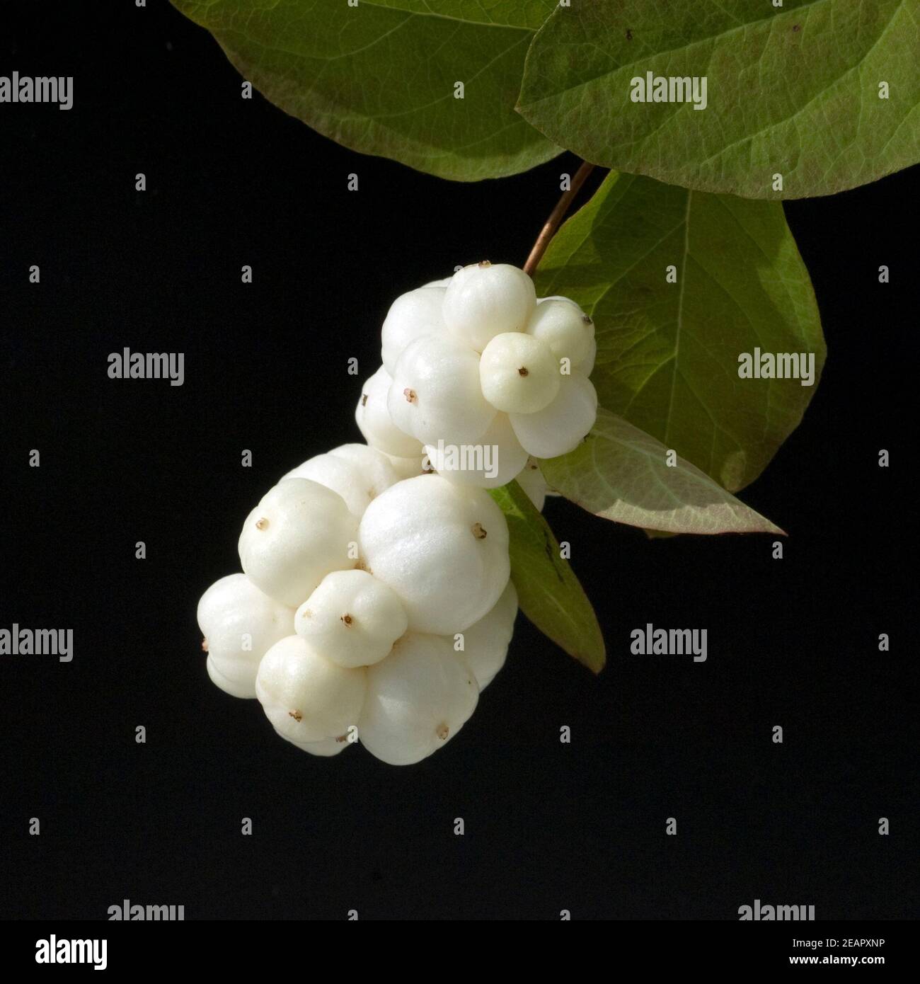 Schneebeere, Symphoricarpos, Albus, Fruechte Foto Stock