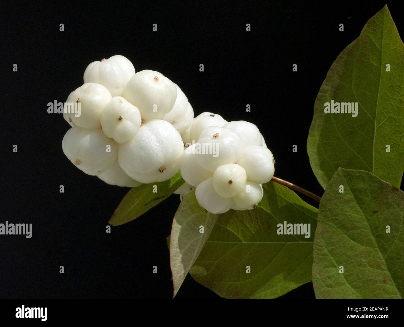 Schneebeere, Symphoricarpos, Albus, Fruechte Foto Stock