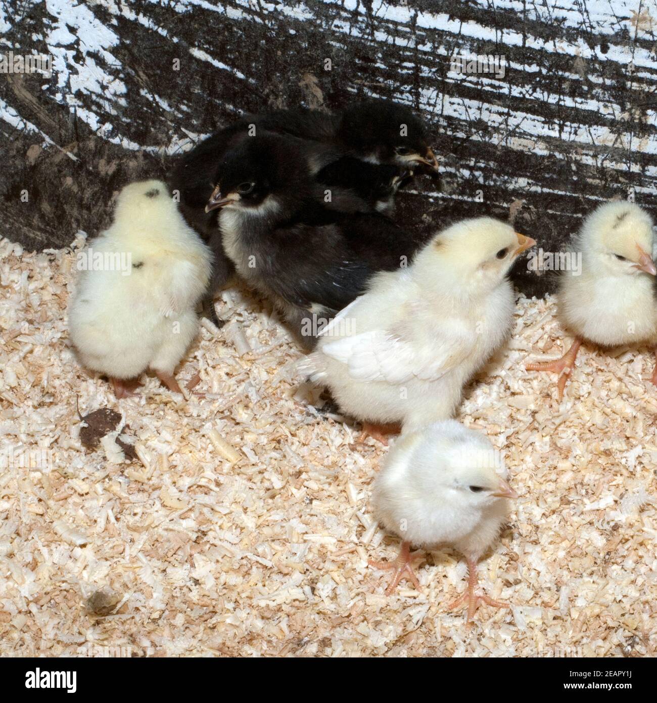 Deutsches, Langschan, Huhn, Kueken Foto Stock