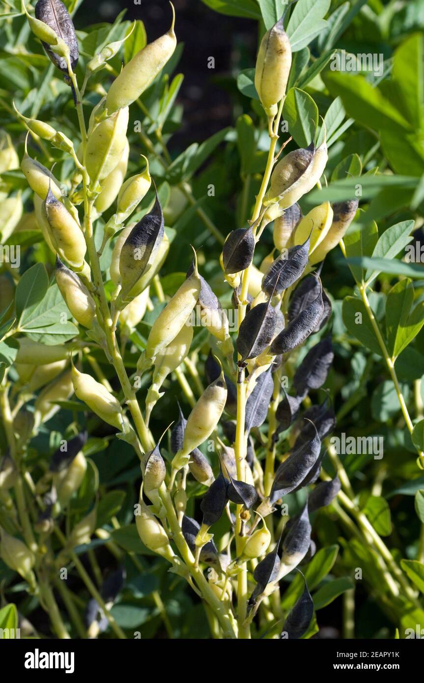 Faerberhuelse Baptizia Tinctoria Foto Stock