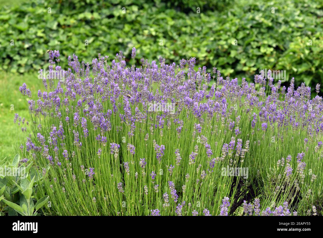 Lavendel, Lavendula, angustifolia, officinalis Foto Stock