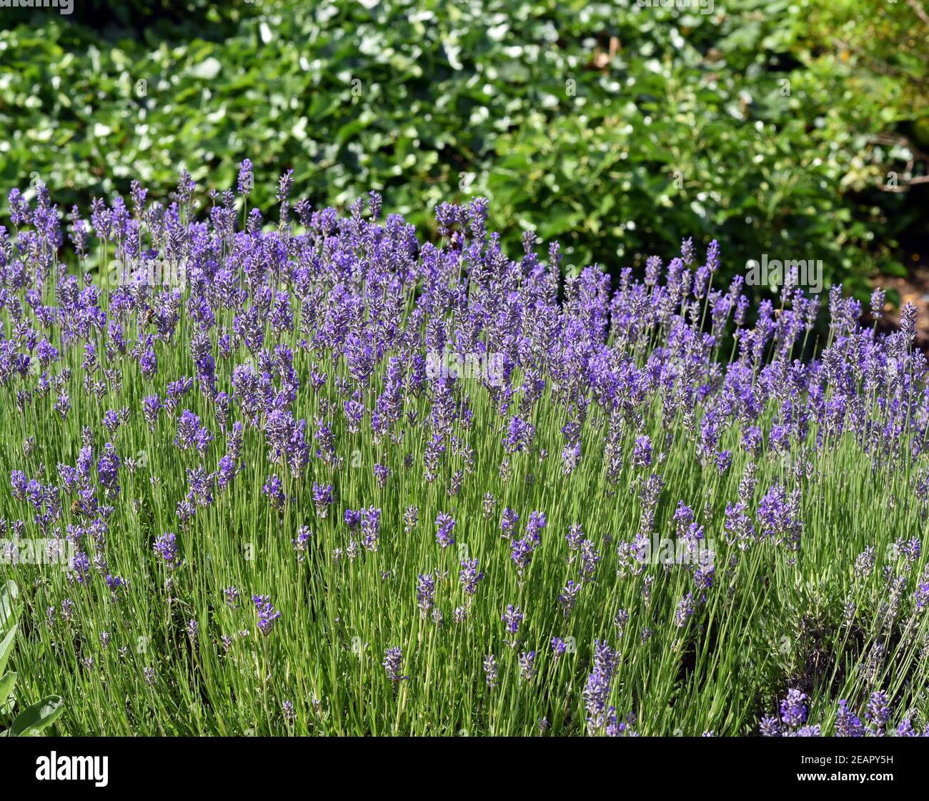 Lavendel, Lavendula, angustifolia, officinalis Foto Stock