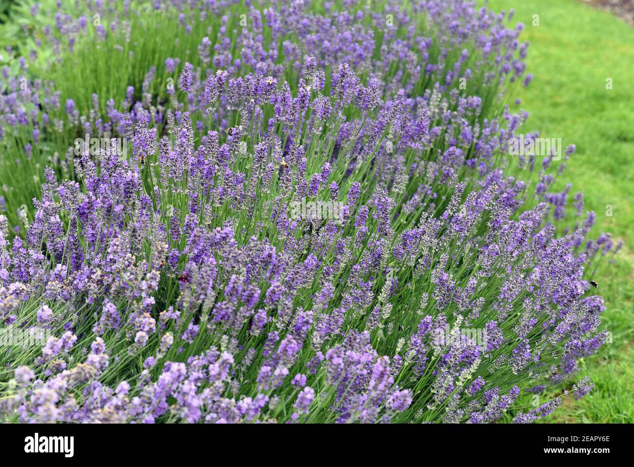 Lavendel, Lavendula, angustifolia, officinalis Foto Stock