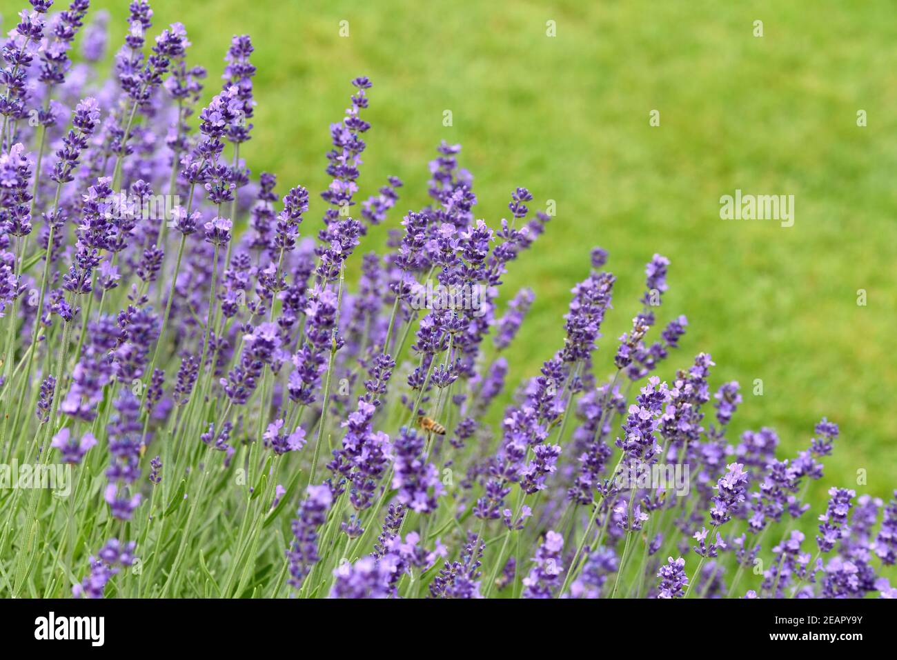 Lavendel, Lavendula, angustifolia Foto Stock