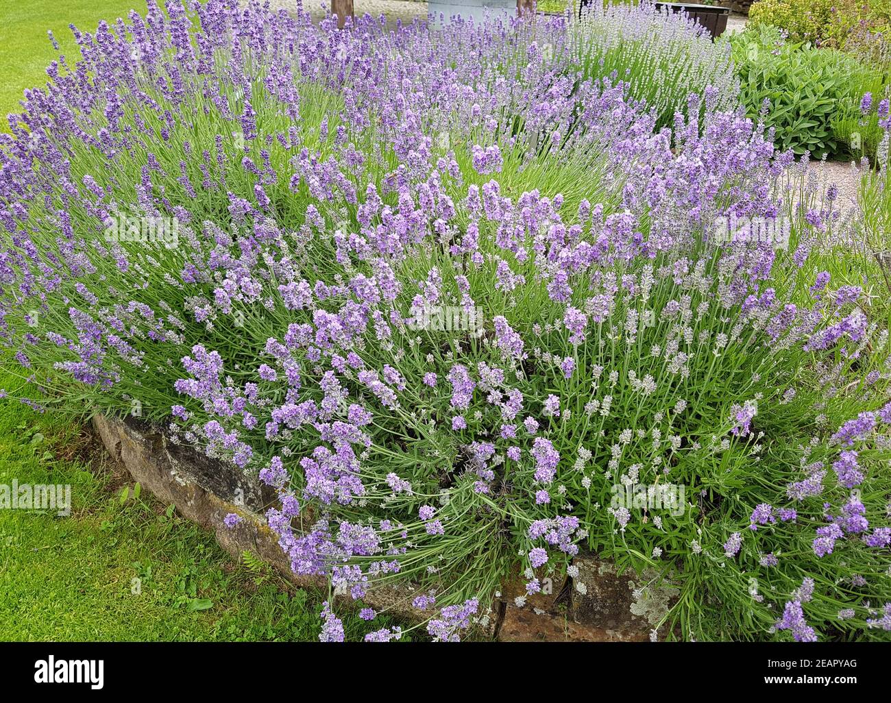 Lavendel, Lavendula, angustifolia Foto Stock