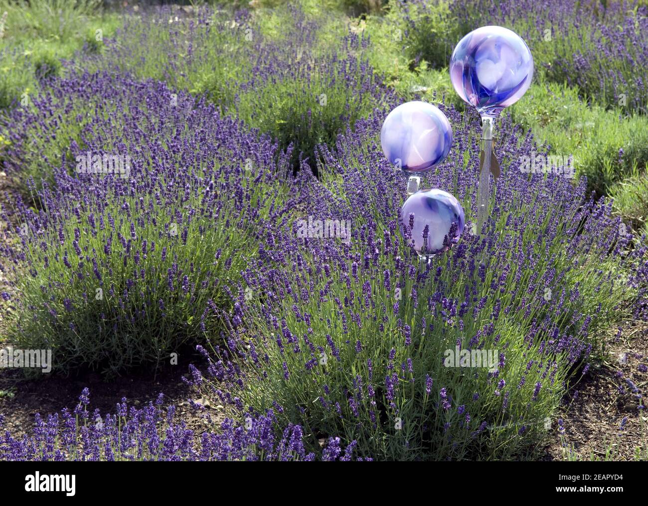Lavendel, Blu Hidcote Foto Stock