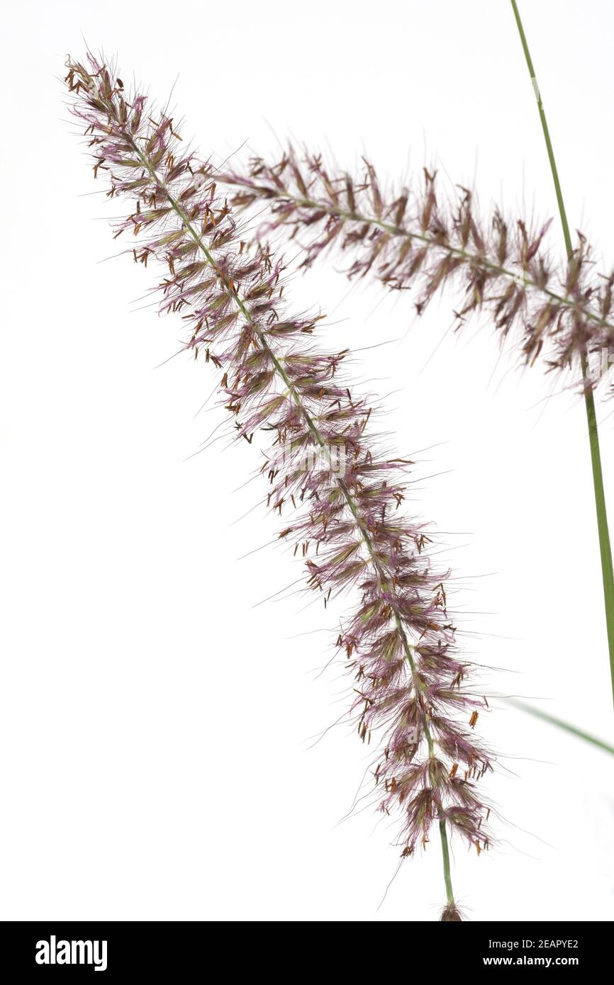 Semi Erba Della Fontana Viola - Pennisetum Per Giardino E Patio