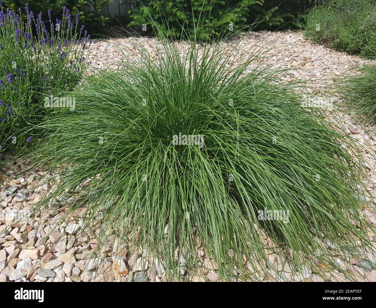 Lampenputzergras, Federborstengras, Pennisetum, orientale Foto Stock