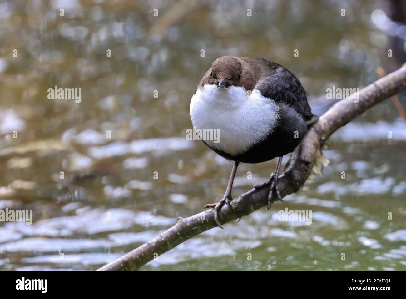 Bianco-throated Dipper Foto Stock