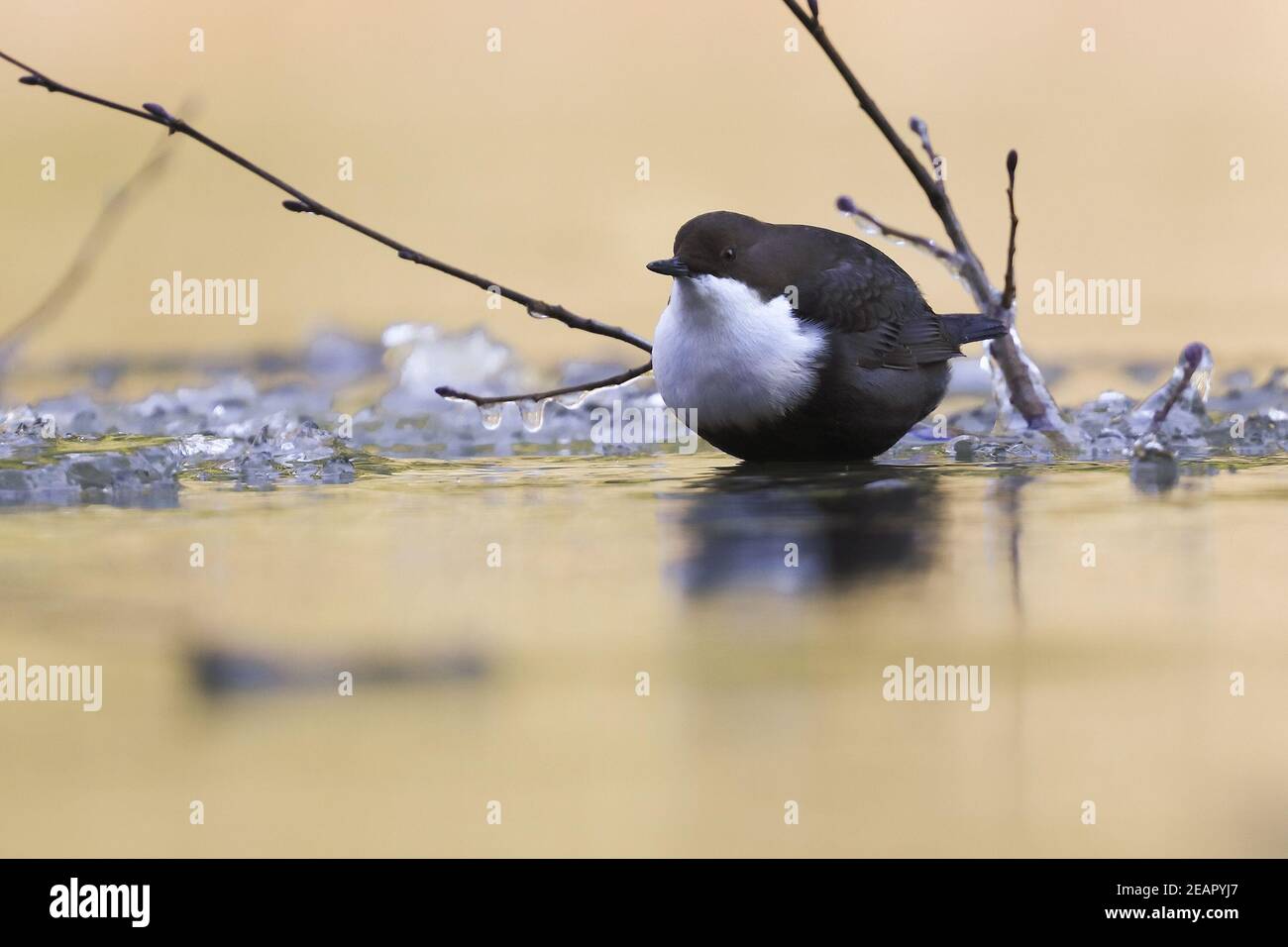 Bianco-throated Dipper Foto Stock