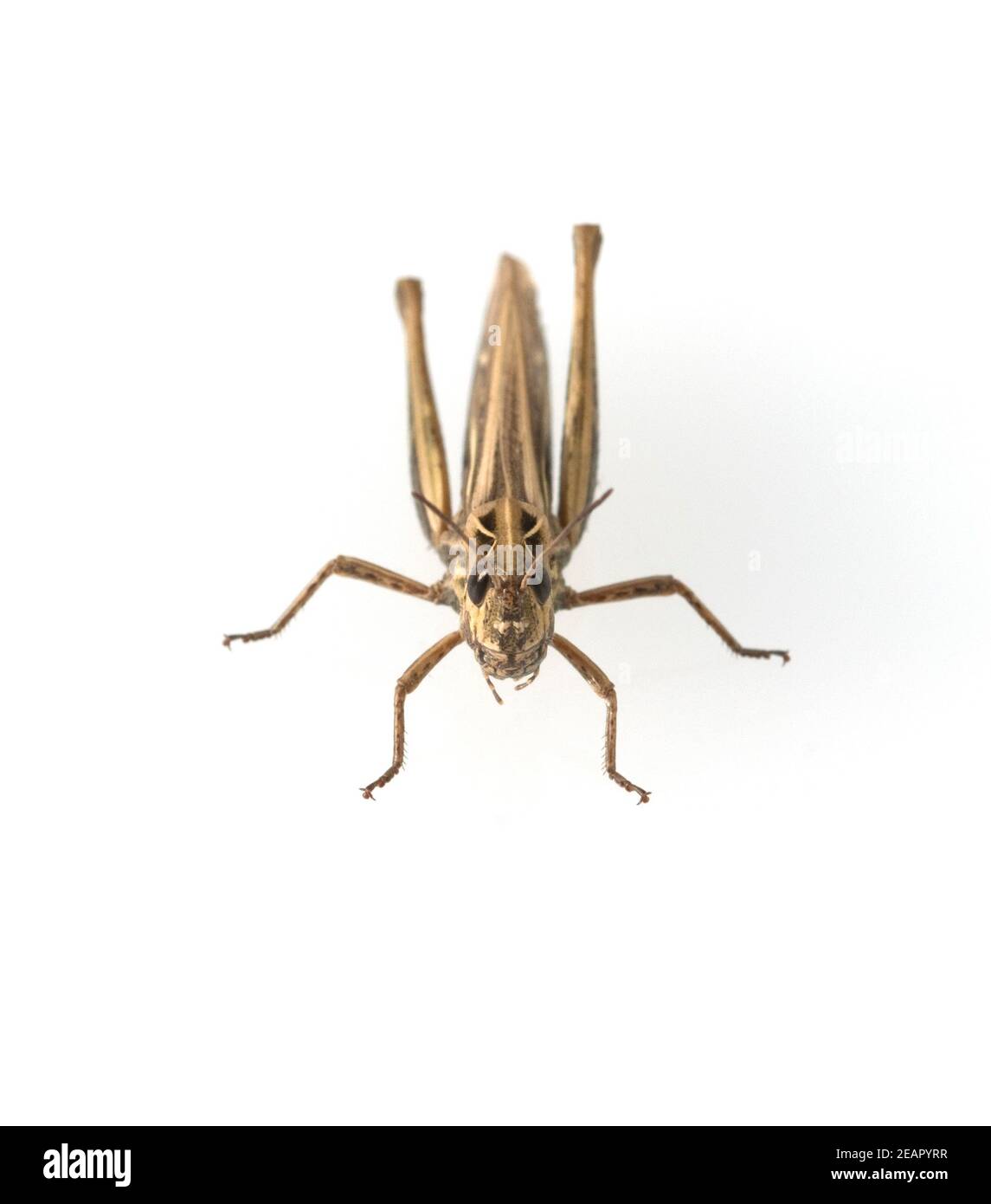 Feldheuschrecke, Acrididae Foto Stock