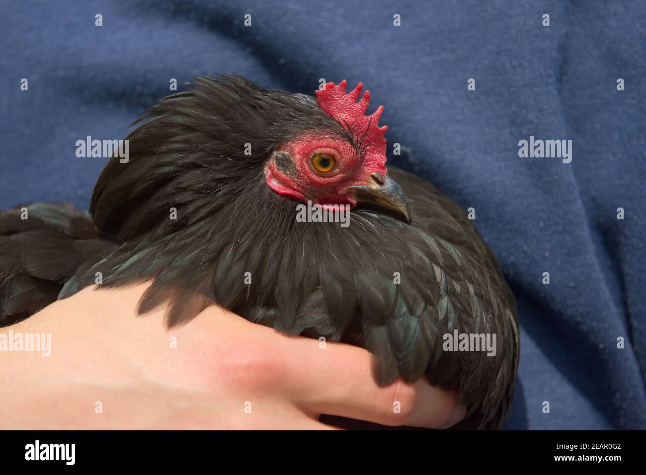 Vibrant rosso picchiettio e pettine di nero pekin bantams viso sotto la luce del sole Foto Stock