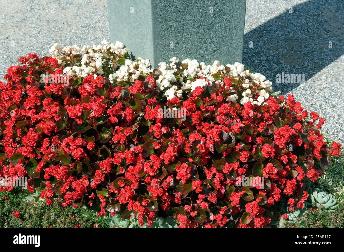 Flaechenbepflanzung, Begonien Foto Stock