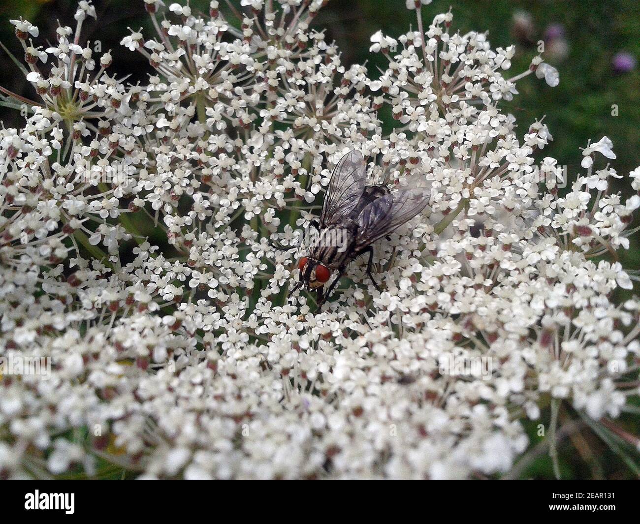 Stubenfliege Foto Stock