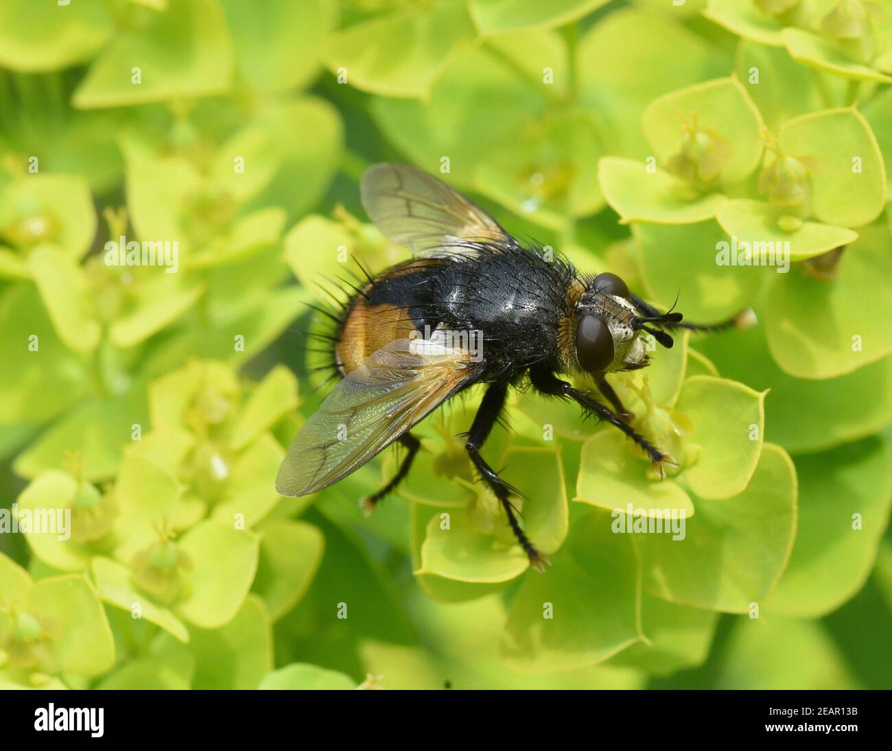 Igelfliege, Tachina fera Foto Stock