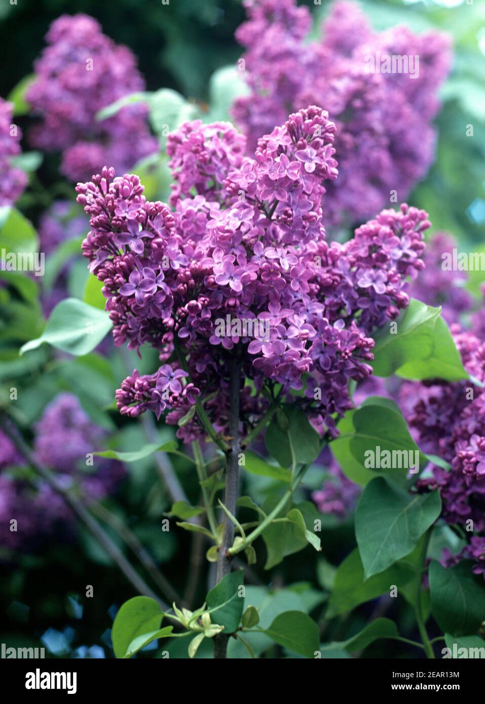 Flieder, Syringa vulgaris, lila Bluete Foto Stock