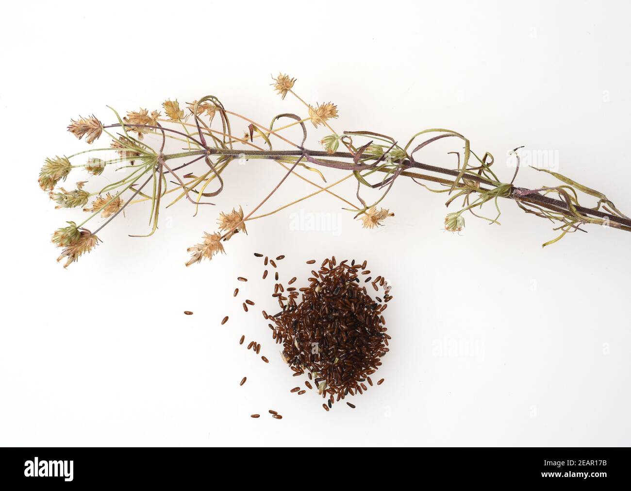 Schwarzer, Flohsamen, afra, planzago Foto Stock