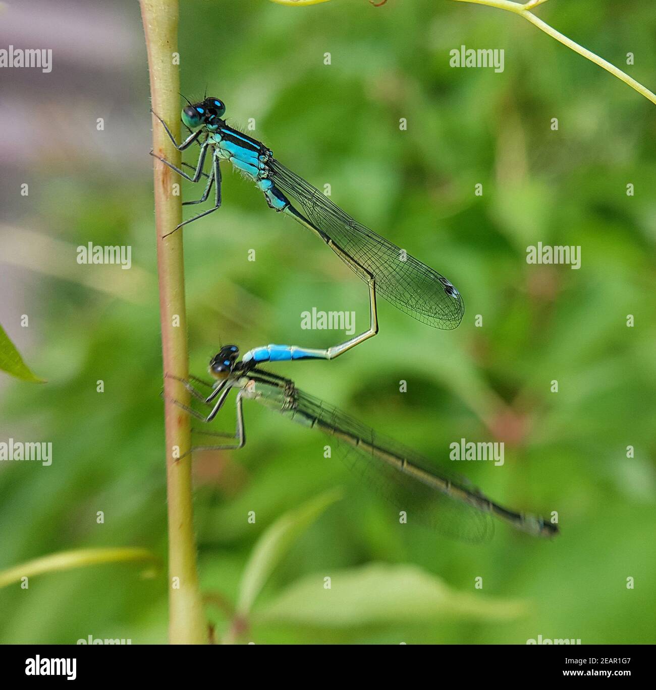 Azurjungfer Libellenrad, Paarung Coenagrion puella Foto Stock