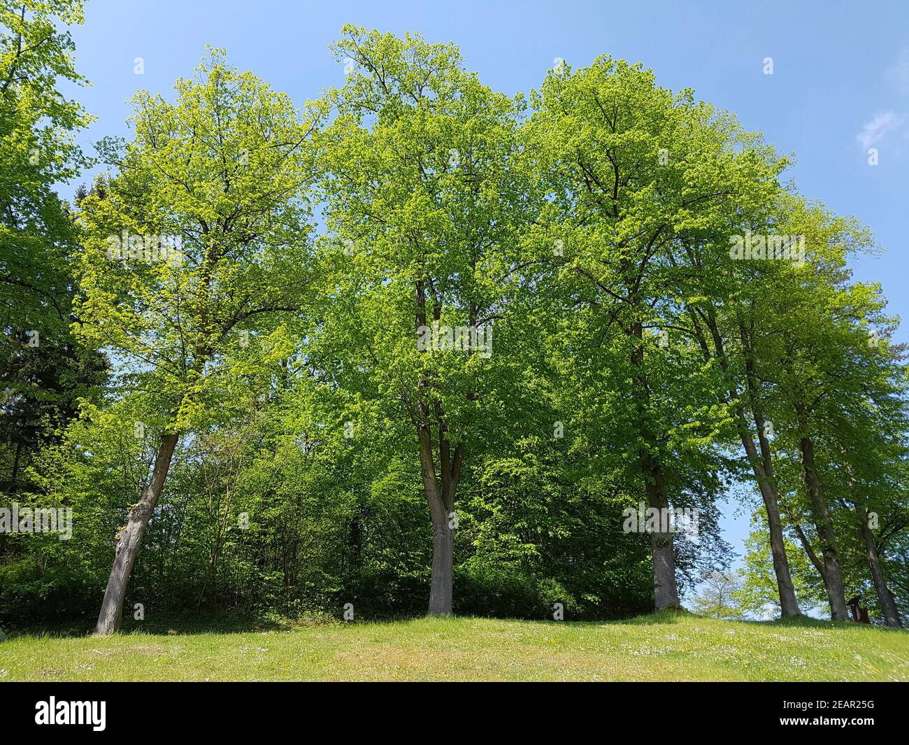 Lindenbaum Tilia, platyphyllos Linde Foto Stock