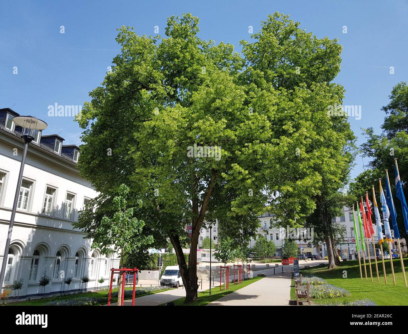 Lindenbaum Tilia platyphyllos Linde Baum Foto Stock