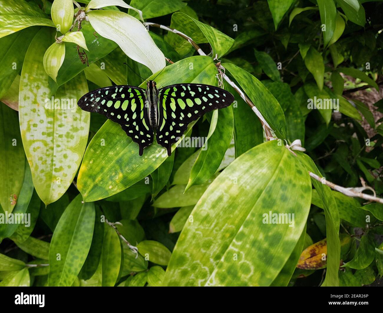 Ritterfalter, Graphium, agamemnon, Schmetterling Foto Stock