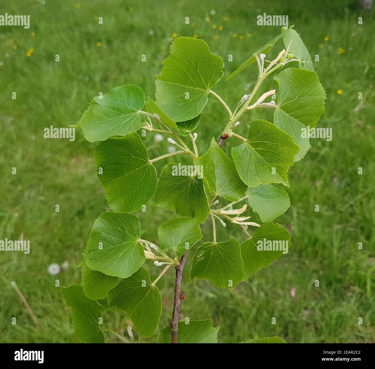 Lindenbaumblaetter, Lindenbaum Tilia, platyphyllos Foto Stock