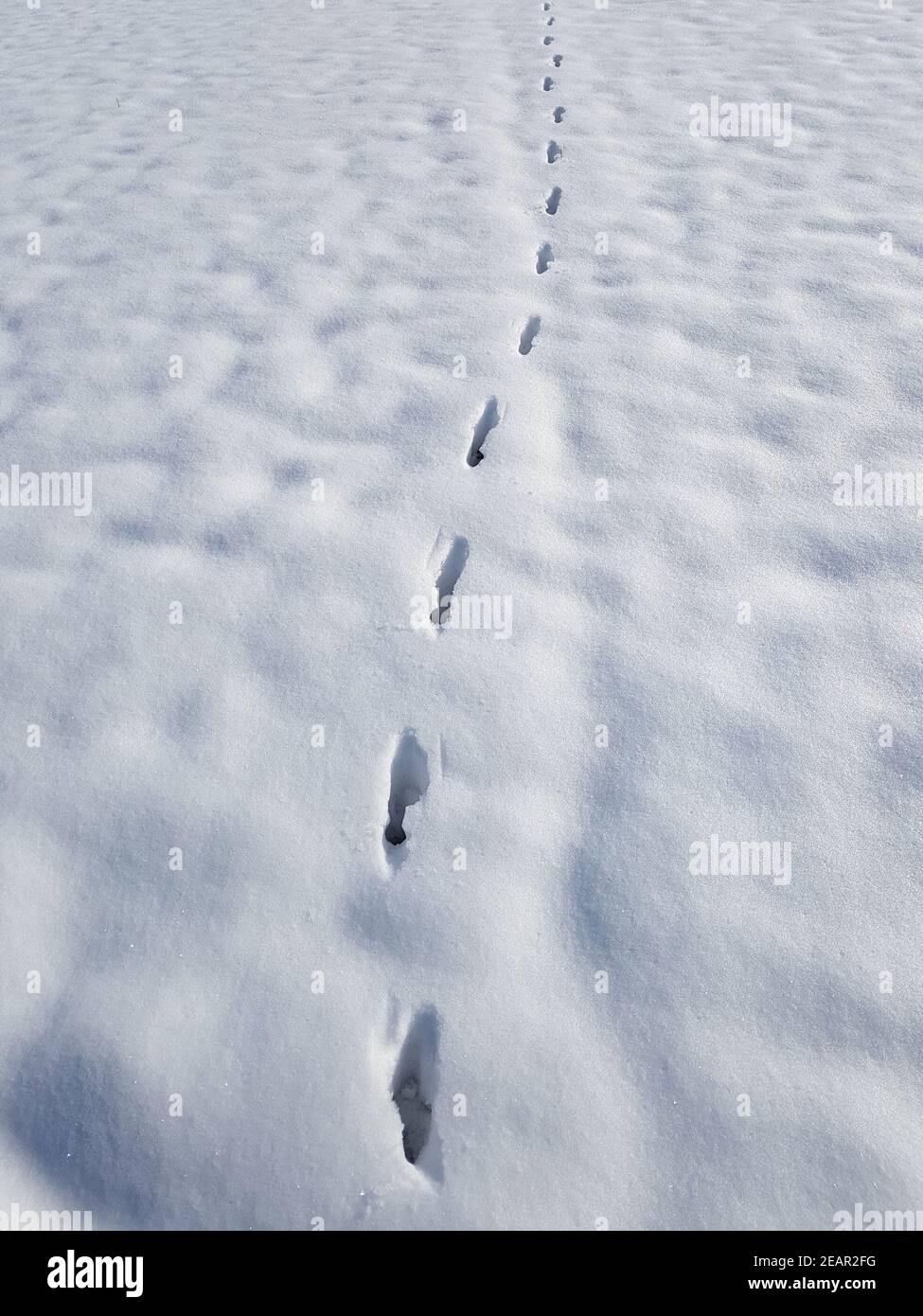 Fuchsspuren, Spuren, Schnee Foto Stock