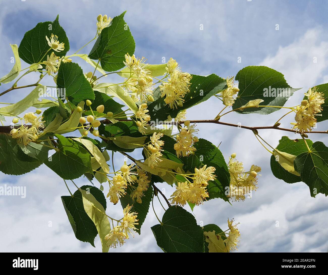 Lindenbaum, Tilia platyphyllos, Foto Stock