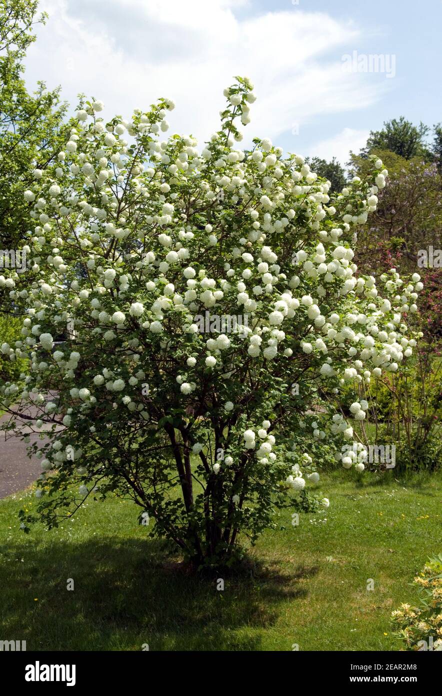 Schneeball Foto Stock