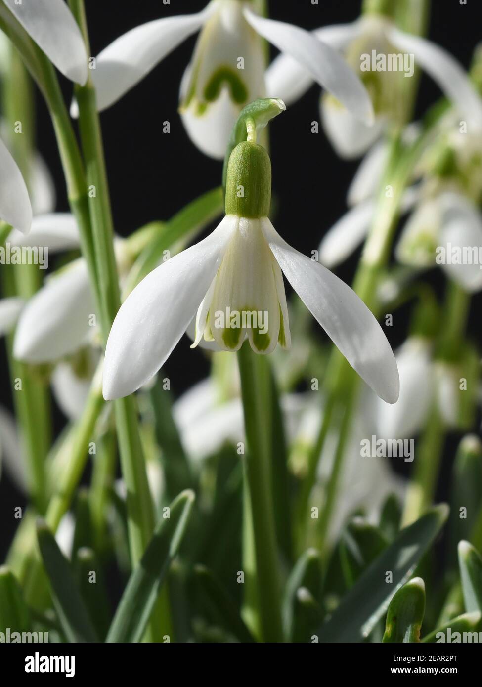 Schneegloeckchen, Galanthus nivalis Foto Stock
