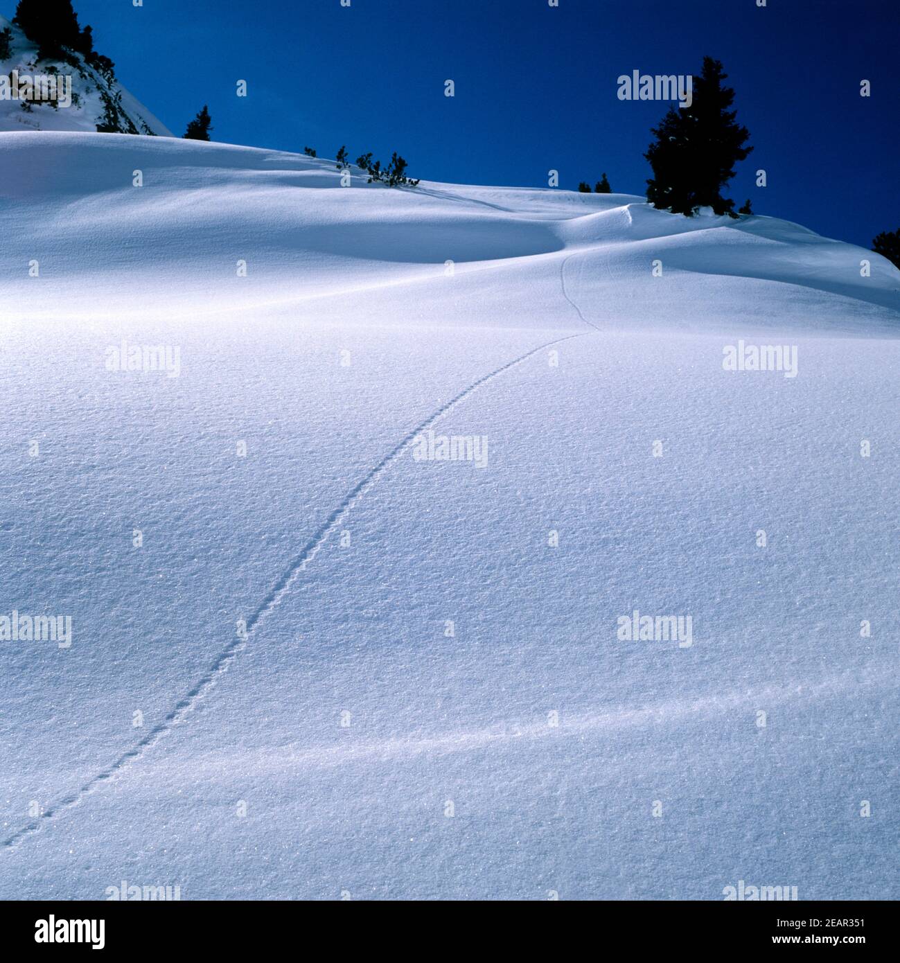 Winterimpression, sperone Foto Stock