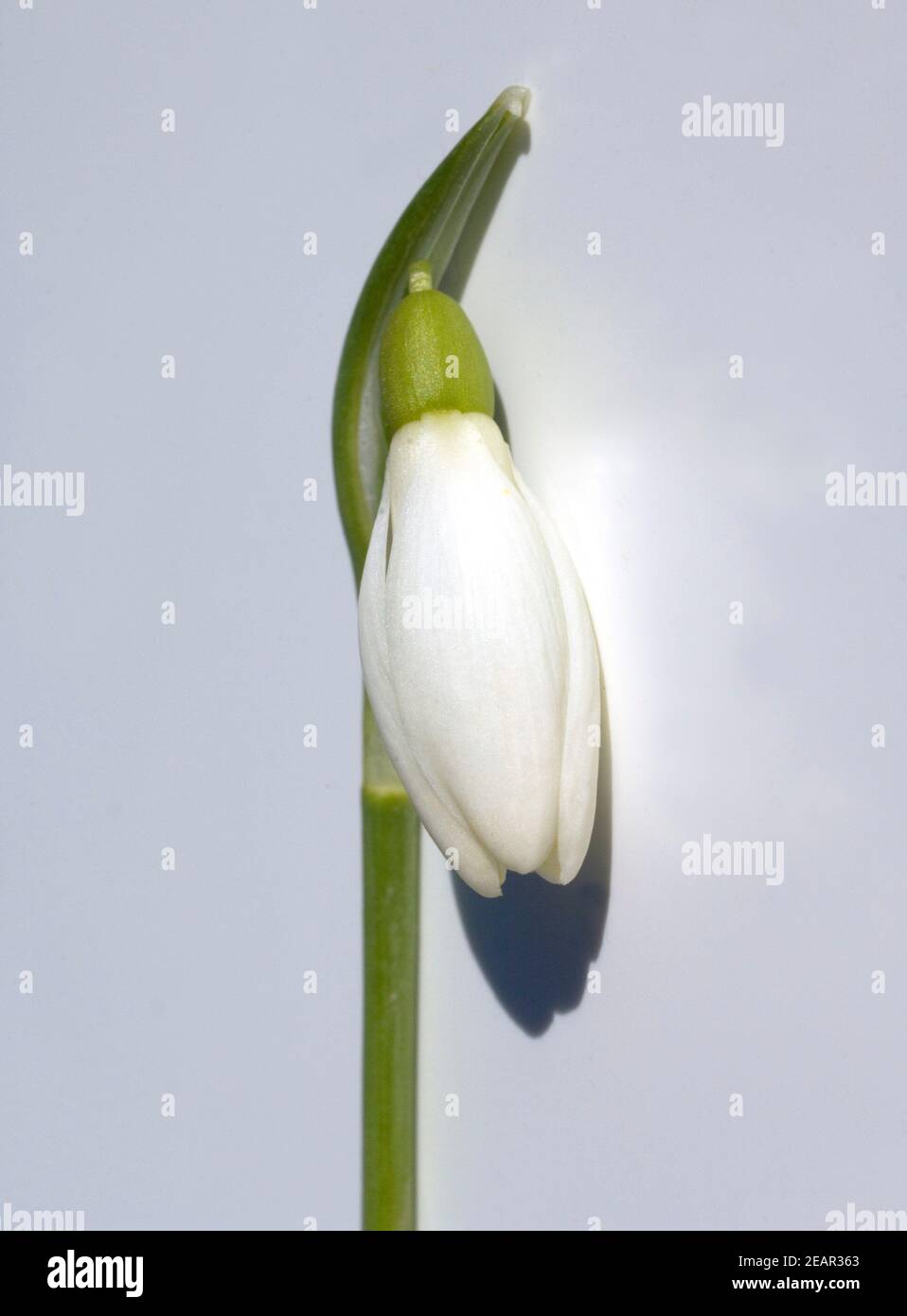 Schneegloeckchen; Galanthus nivalis Foto Stock